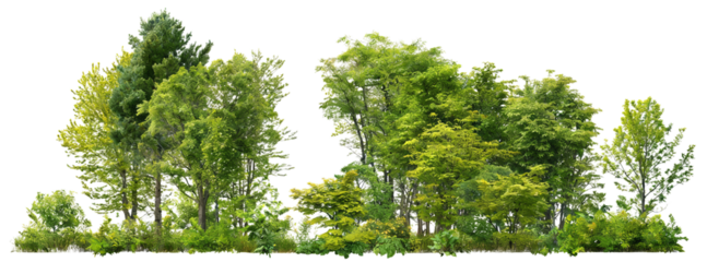 Image shows a dense, diverse forest with various tree species, shrubs, and undergrowth. Depicts natural greenery in an outdoor setting, ideal for ecological or landscape concepts.