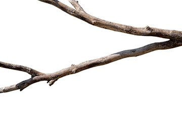 Close-up of bare, dry tree branches with rough bark on white background. Isolated natural wooden texture for design or compositing.