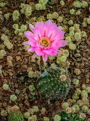 Pink hedgehog cactus flower in spring near Phoenix Arizona