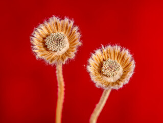 Seed pods from Desert Marigold flowers on a red background