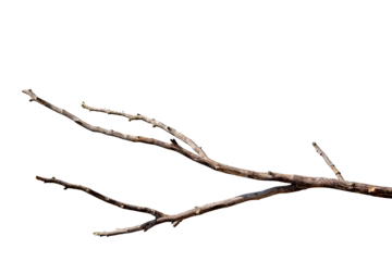 Isolated image of leafless tree branches on a white background. Shows dry, skeletal branches with natural texture and pattern, ideal for seasonal or minimalist design concepts.