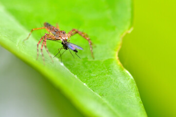 Fototapeta premium Spider eating mosquito 