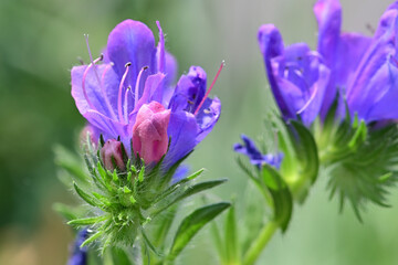 Paterson's Curse (Echium plantagineum), also known as Blueweed. 