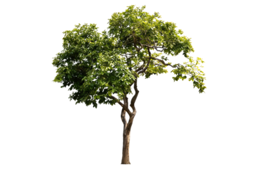 Single isolated deciduous tree with lush green foliage, textured trunk, and dense branches. Ideal for nature, ecology, or outdoor design projects, set against a clean white background.