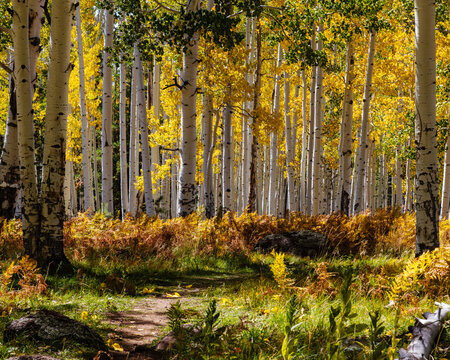 Around the bend in Pole Knoll near Greer, Arizona