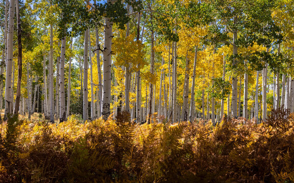 Autumn in Pole Knoll of the White Mountains of Arizona.