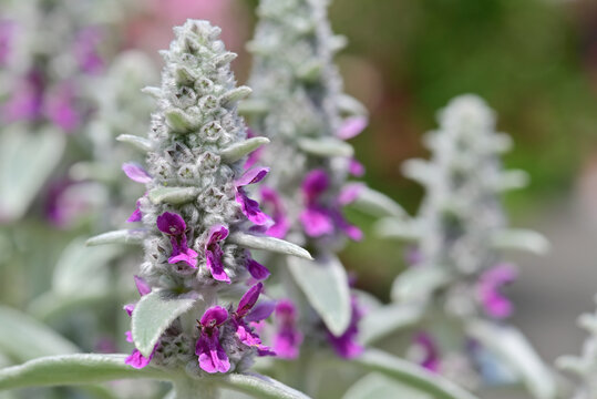 Lamb's-ear (Stachys byzantina).