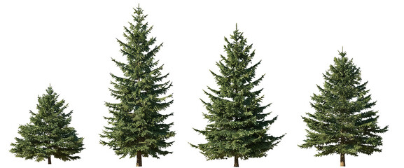 Four coniferous trees of varying heights, showcasing size variation and natural greenery. Evergreen plants with dense foliage, suitable for outdoor landscape or forest themes.