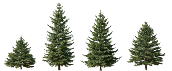 Four coniferous trees of varying heights, showcasing size variation and natural greenery. Evergreen plants with dense foliage, suitable for outdoor landscape or forest themes.
