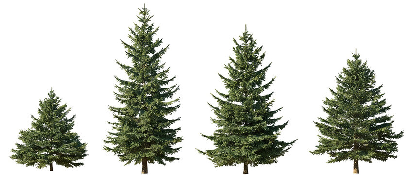 Four coniferous trees of varying heights, showcasing size variation and natural greenery. Evergreen plants with dense foliage, suitable for outdoor landscape or forest themes.