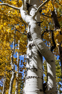 Autumn Aspens intertwined