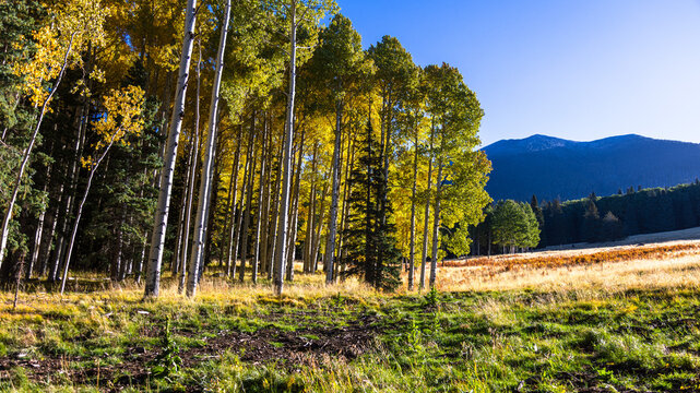Autumn on the Aspen Loop Trail in the San Francisco Peaks near Flagstaff