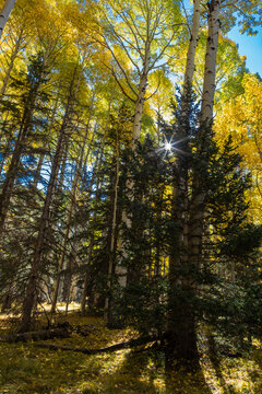 The sun bursts through the Autumn canopy in the White Mountains of Arizona