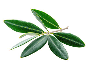 A close-up shot of a plant branch with several vibrant, glossy green leaves, set against black background