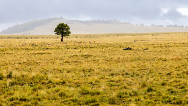 Lone pine in the White Mountains of Arizona
