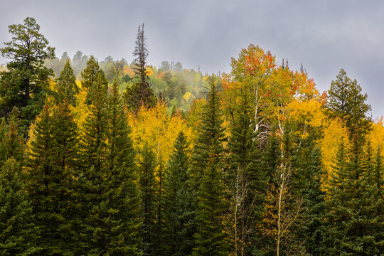 Mist on Autumn foliage in the White Mountains of Arizona