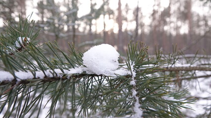 Zimowy krajobraz w lesie iglastym. Spacer zimą w śród drzew pokrytych śniegiem.  © tomo81