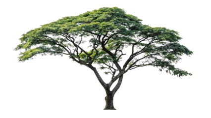 A single green tree with an open canopy, isolated on white background. Shows tree trunk, spreading branches, and lush foliage, ideal for nature, botanical, or environmental themes.