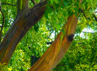 Rainbow Eucalyptus Tree Trunk - Hawaii