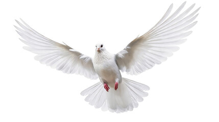 Fototapeta premium A white dove in mid-flight with fully spread wings, showcasing its elegant plumage and red feet. Symbolizing peace, freedom, and serenity, the bird represents natural beauty and avian grace.