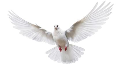 A white dove in mid-flight with fully spread wings, showcasing its elegant plumage and red feet. Symbolizing peace, freedom, and serenity, the bird represents natural beauty and avian grace.