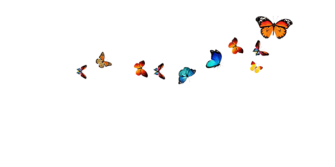 Multiple colorful butterflies with varied patterns flying on a white background. Represents nature, wildlife, and artistic beauty of insects. Ideal for design and nature-themed projects.