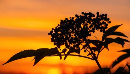 Silhouette of a plant against a vibrant sunset sky.
