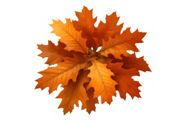 Autumn oak foliage forming a vibrant cluster, showcasing fall colors on a transparent background, seasonal nature