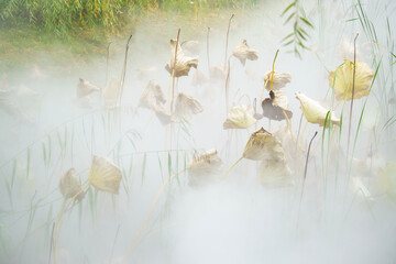 The lotus pond scenery in the mist on an autumn morning.