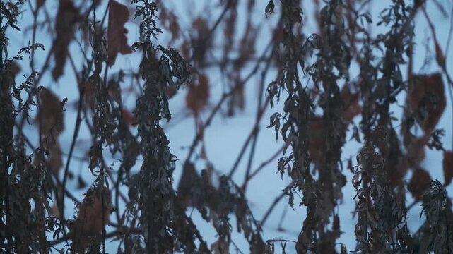 雪原の枯草