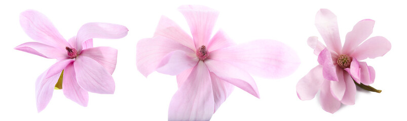 Beautiful magnolia flowers isolated on white, set