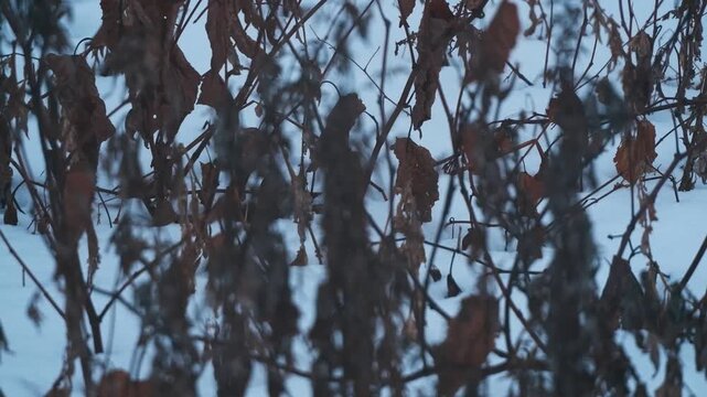 雪原の枯草