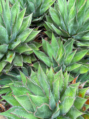 Shaw&rsquo;s Agave succulent plant with teeth-like sharp spikes on the edges of the leaves