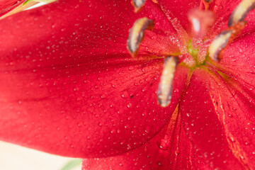 百合の赤い花びらをマクロ室内撮影05