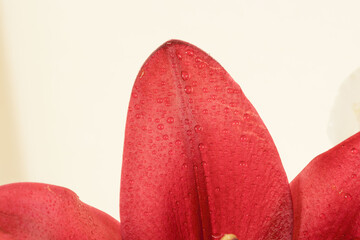 百合の赤い花びらをマクロ室内撮影09