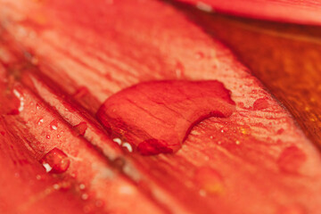 水に濡れた百合の赤い花びらをマクロ室内撮影12
