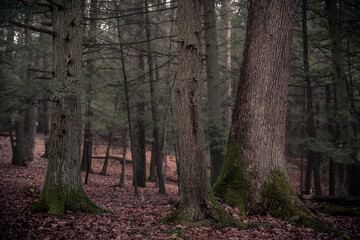 A forest in light fog
