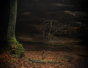 A forest in light fog