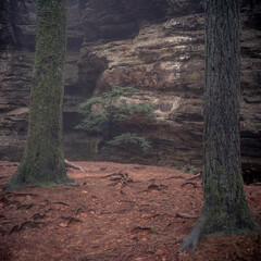 A forest in light fog