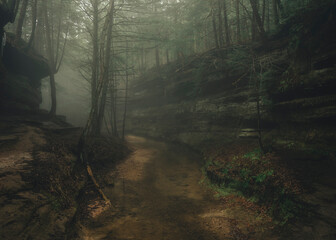 A forest in light fog