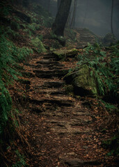 Stone steps in a foggy forest.