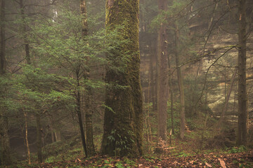 A forest in light fog