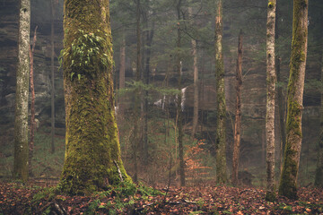 A forest in light fog