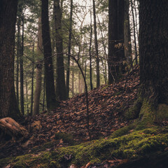 A forest in light fog