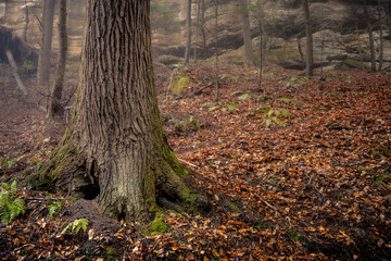 A forest in light fog