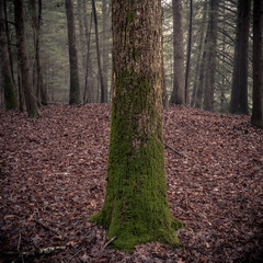 A forest in light fog