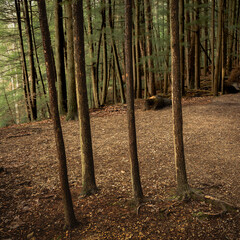 A forest in light fog