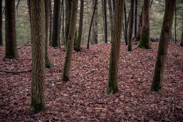 A forest in light fog