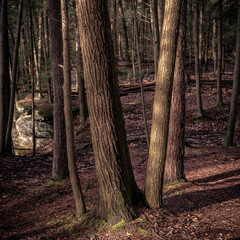 A forest in light fog
