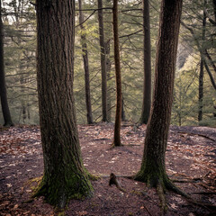 A forest in light fog